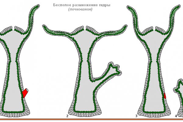 Kraken официальные зеркала