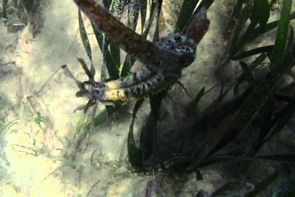 Kraken18 at
